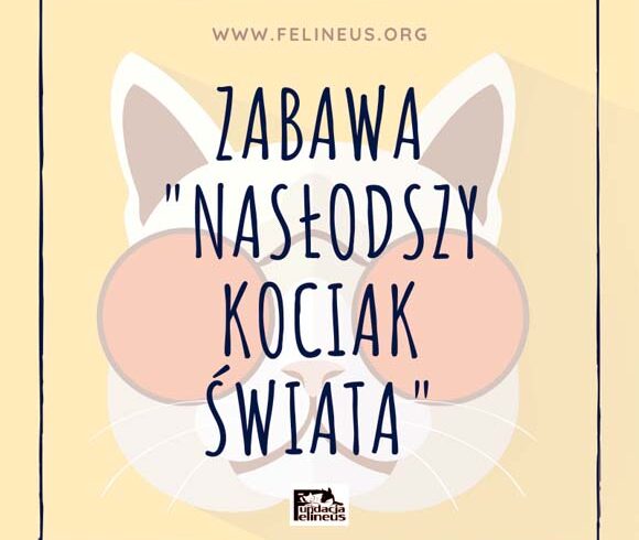 Najsłodszy kociak świata